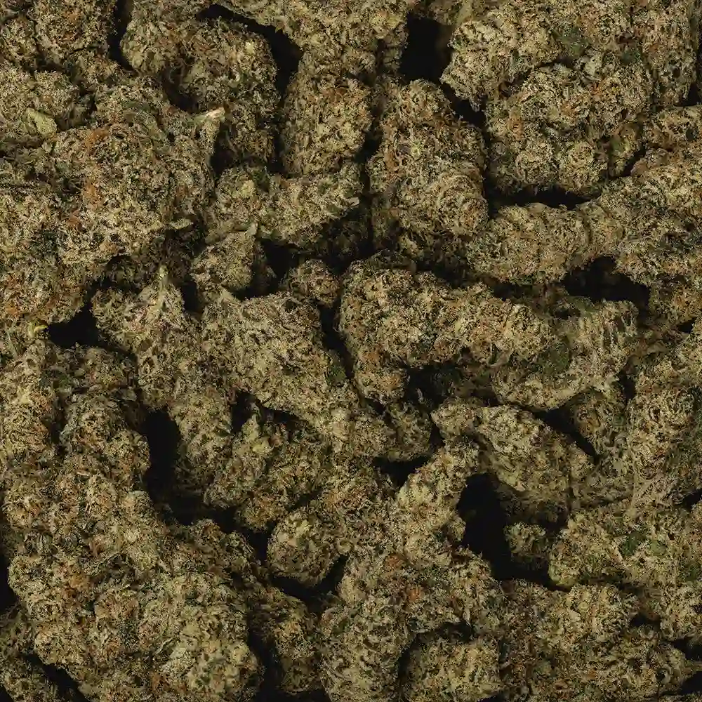 Guava Gelato - Image 2