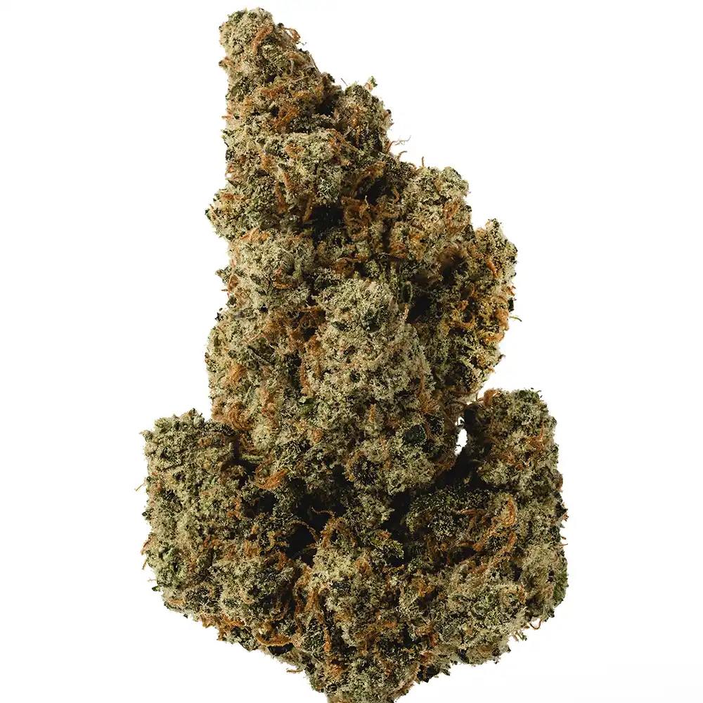 Jack One (aka J1) - Image 2