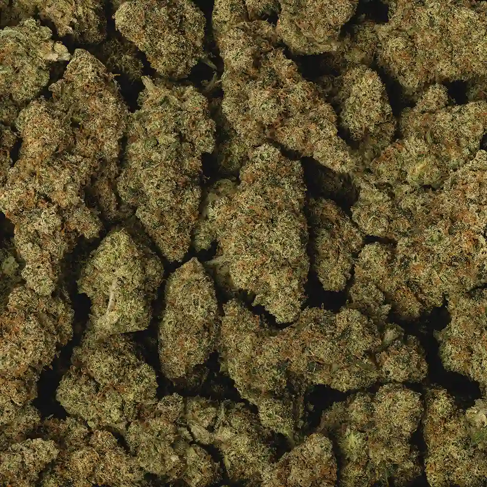 Jack One (aka J1) - Image 3