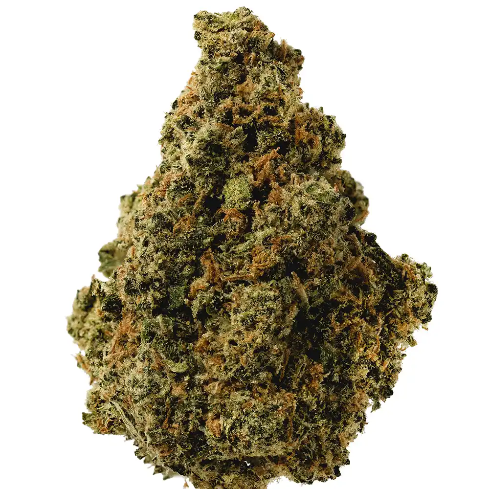 Jack Herer - Image 2