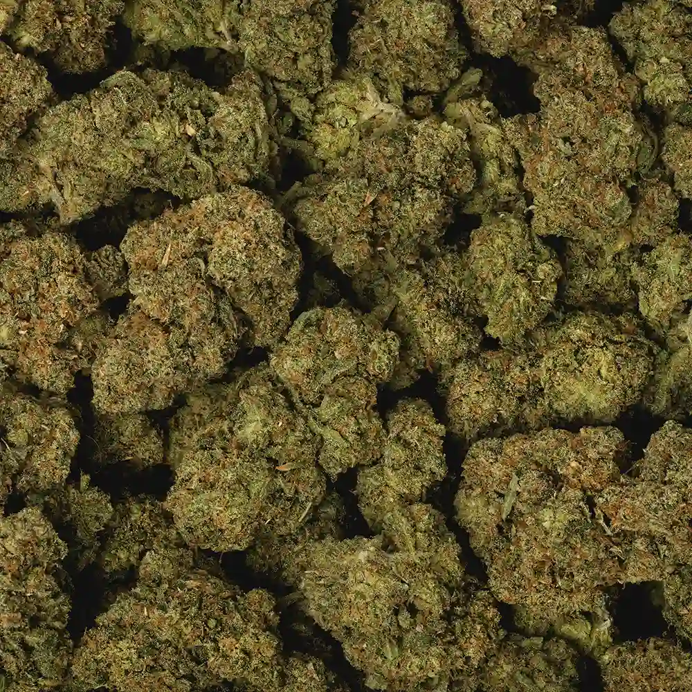 Jack Herer - Image 3