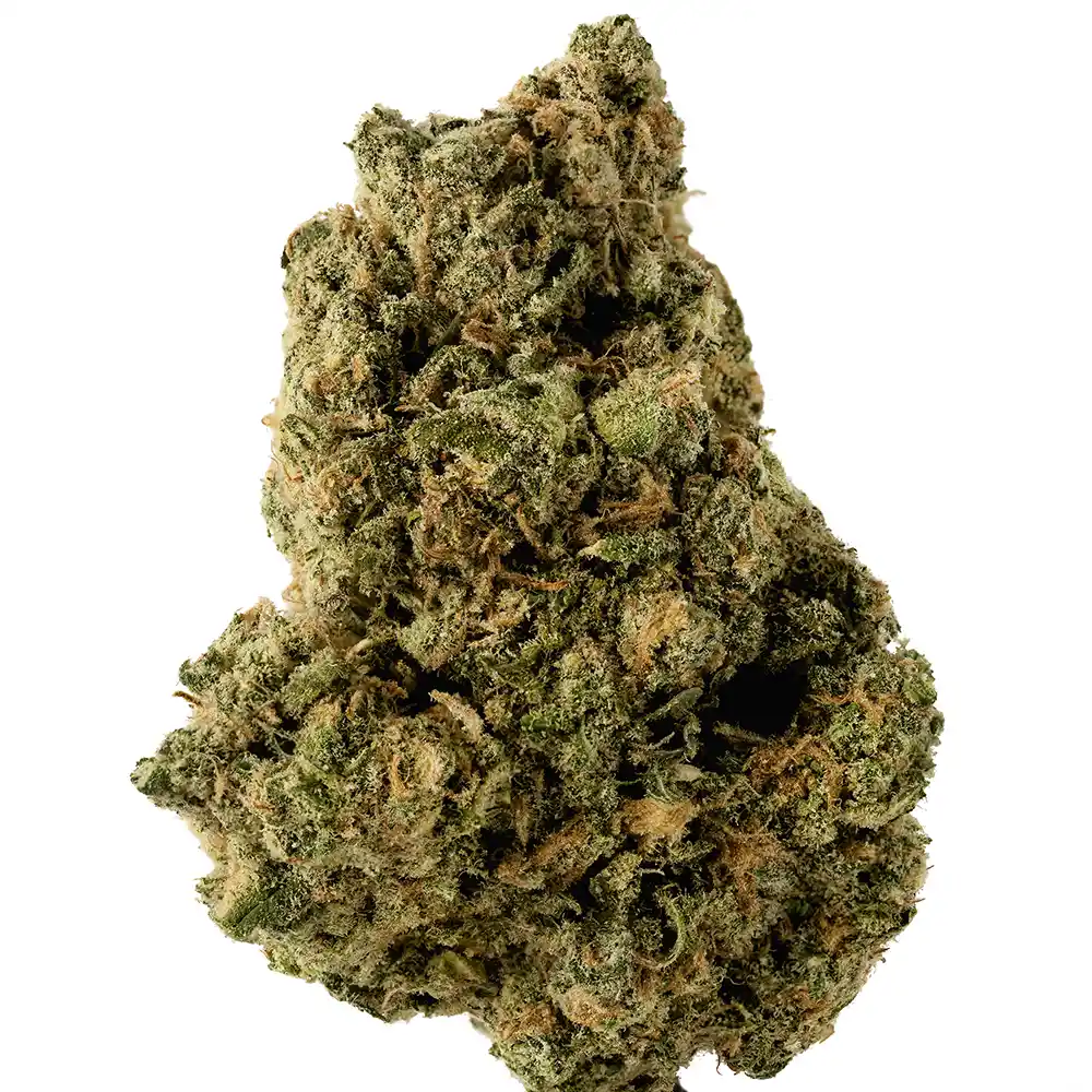 Stella Blue - Image 2