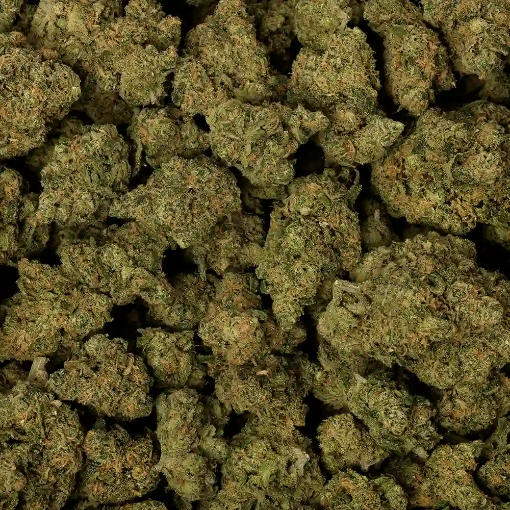 Stella Blue - Image 3