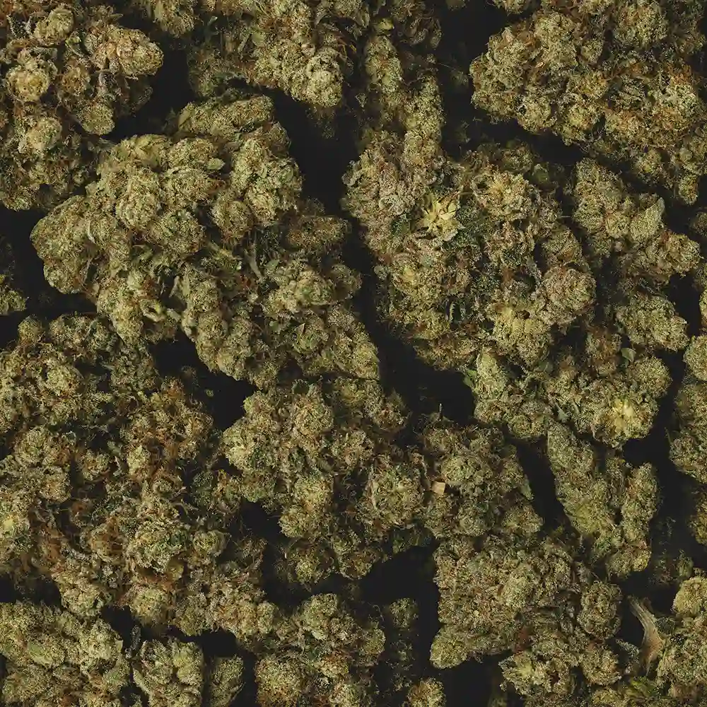 Kakarot OG - Image 3