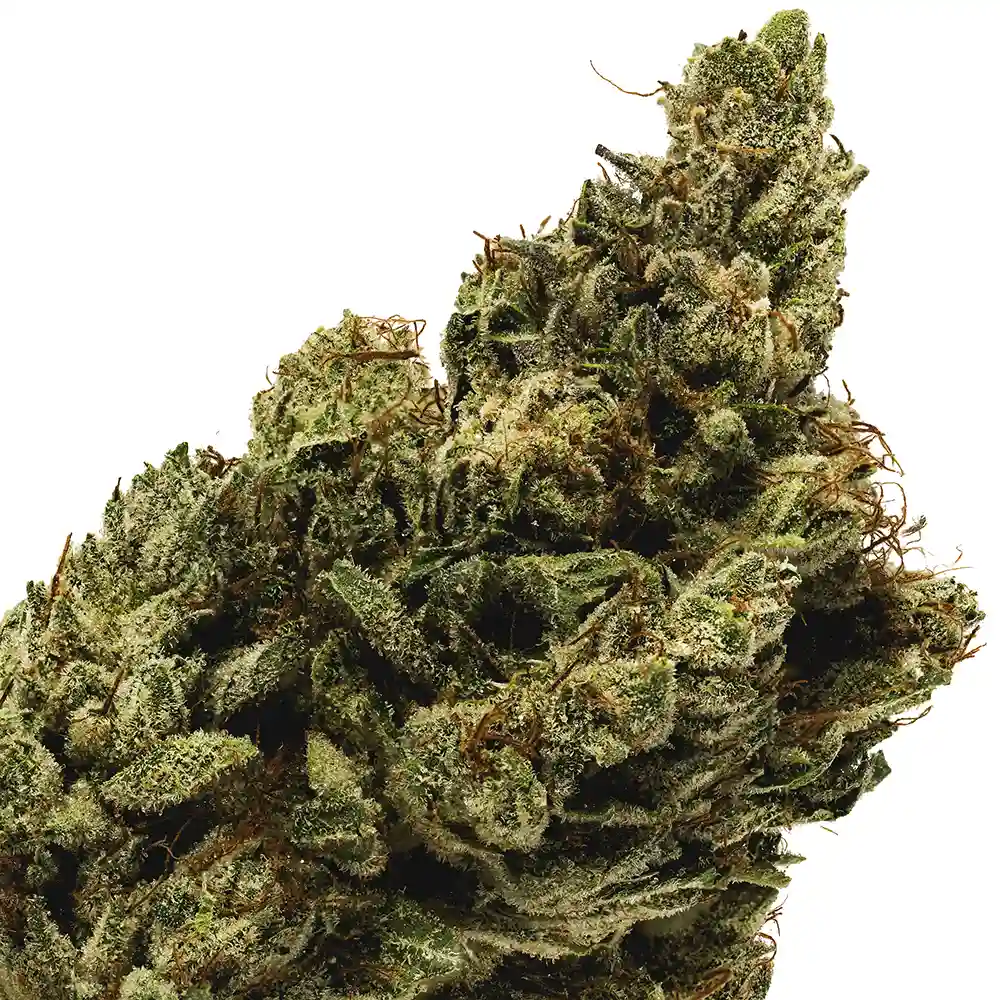 King Louis OG - Image 2