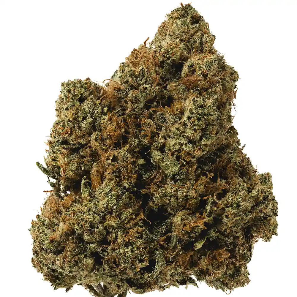 King Mamba OG - Image 2