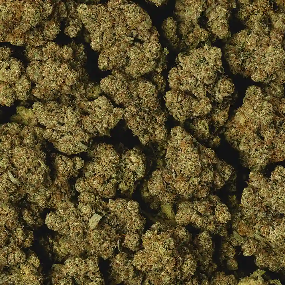 King Mamba OG - Image 3