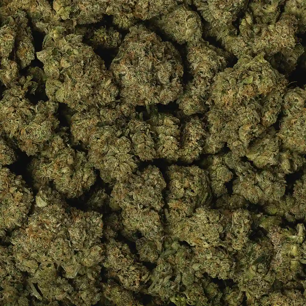 Velcro OG - Image 3