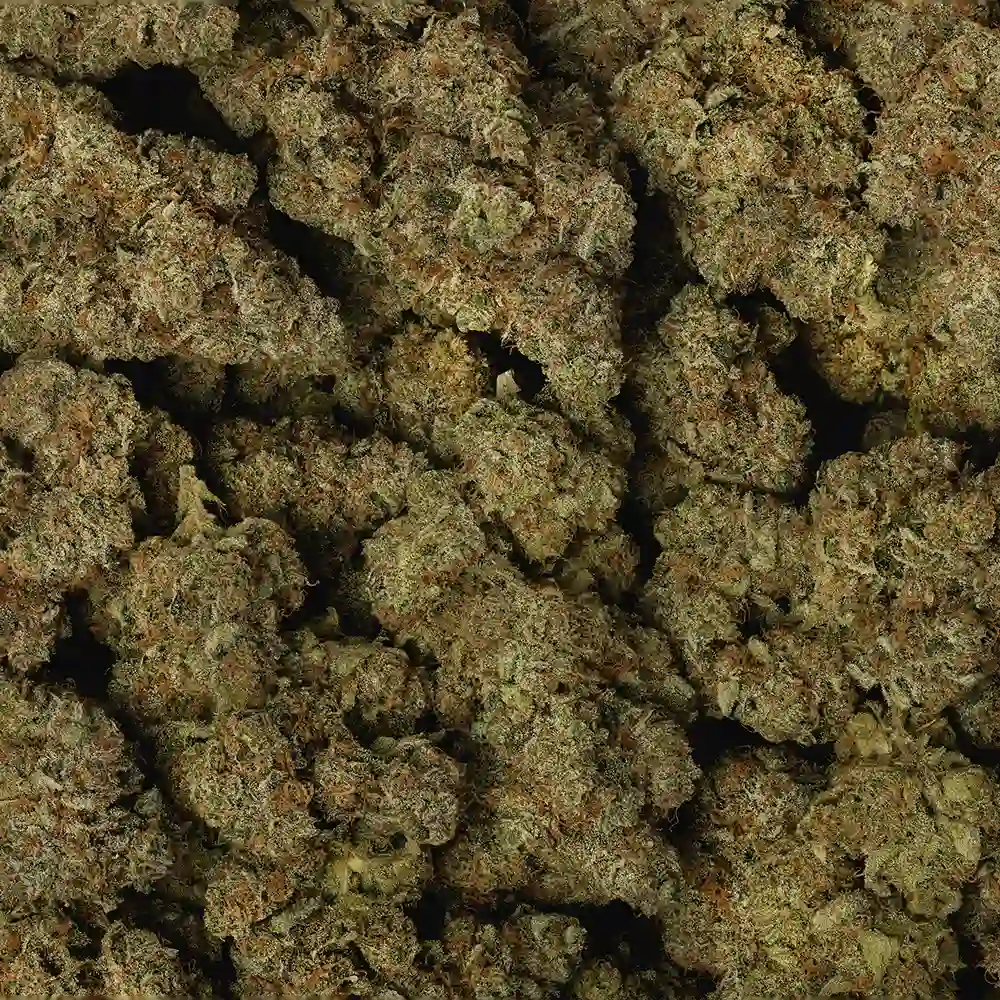 XJ-13 - Image 3