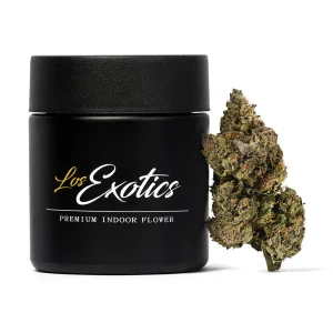 Zour Medusa