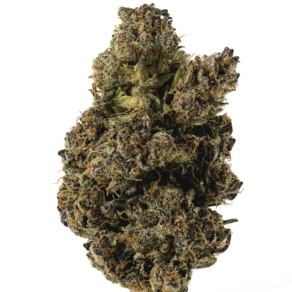 Zour Medusa - Image 2