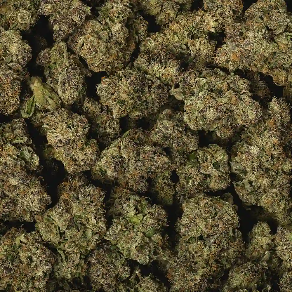Zour Medusa - Image 3