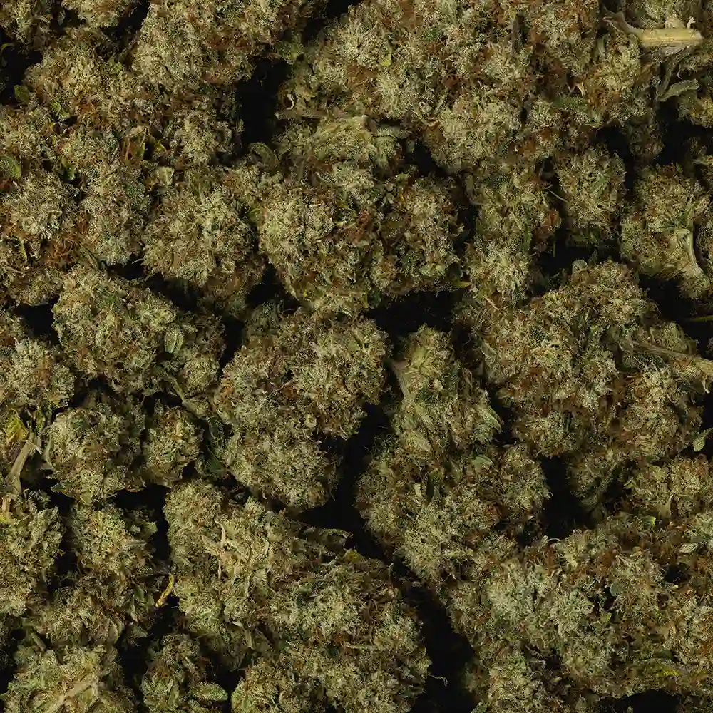 Billy Kimber OG - Image 3