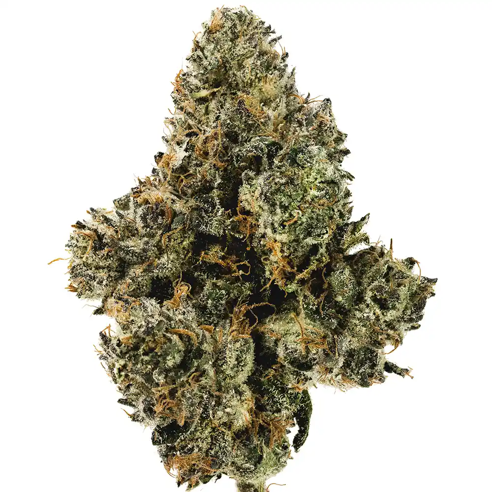Black Cherry Gelato - Image 2