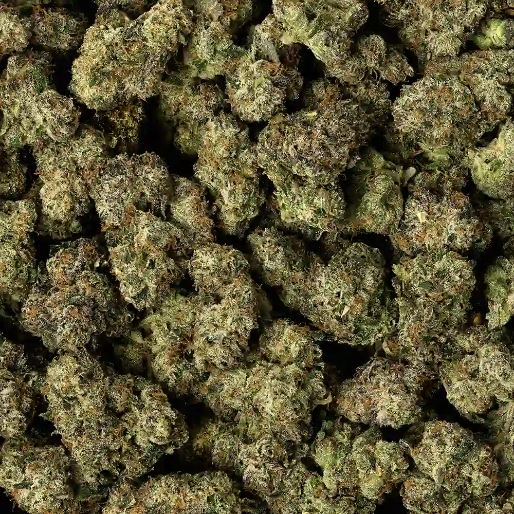 Black Cherry Gelato - Image 3