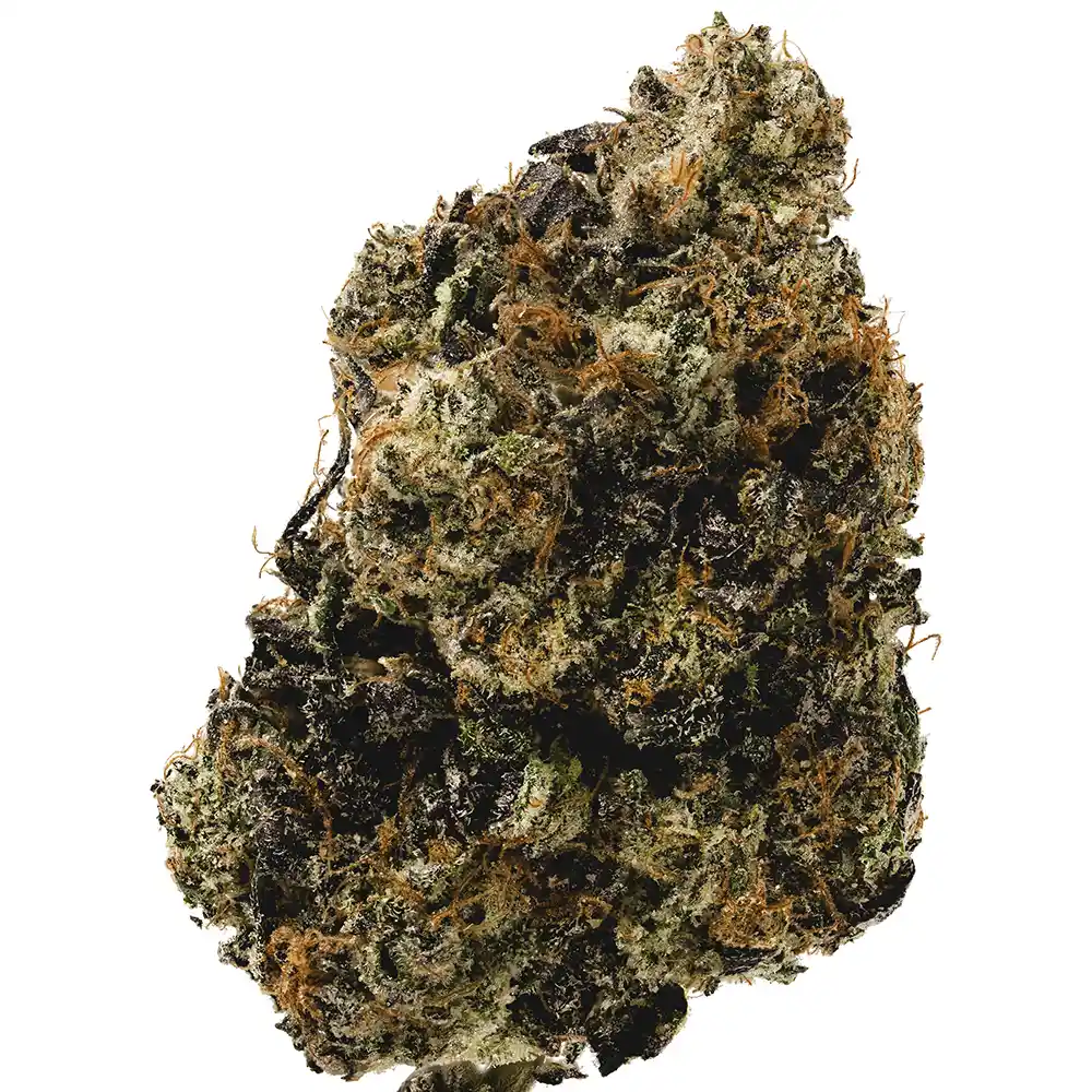 Gelato Mintz - Image 2