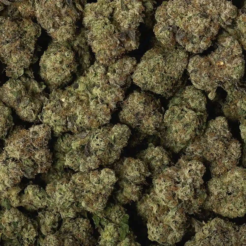 Gelato Mintz - Image 3