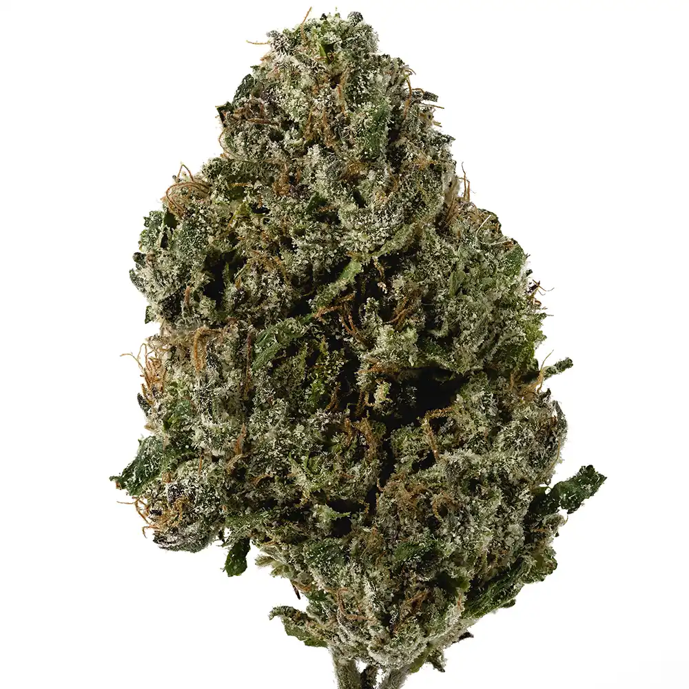 Gelato - Image 2