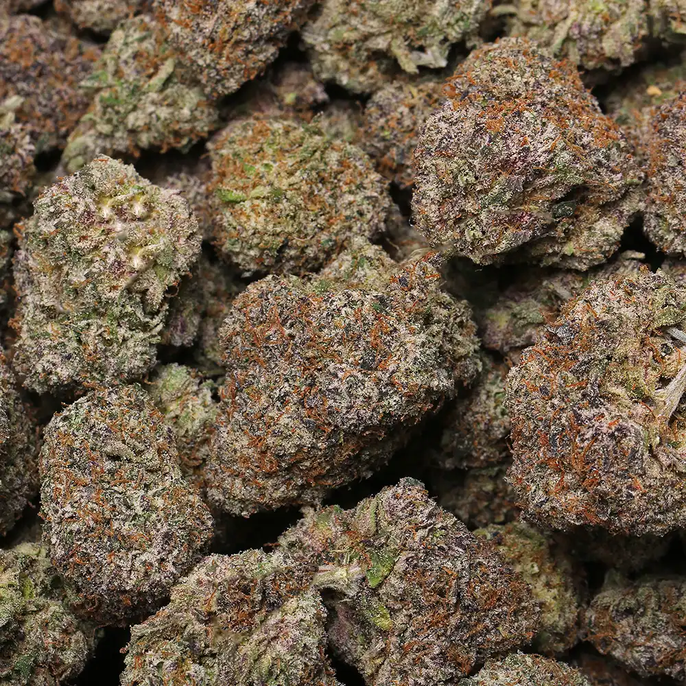White Gumbo - Image 3