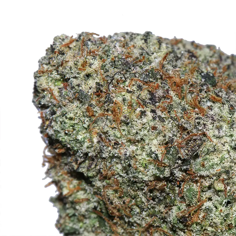 White Gumbo - Image 2